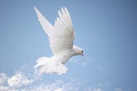 Dove